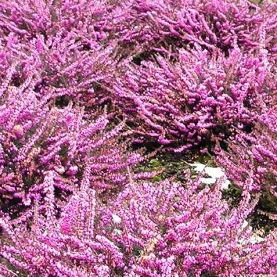 Winterblühende Heide 'Rot'