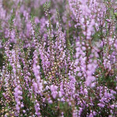 Sommerheide Pink