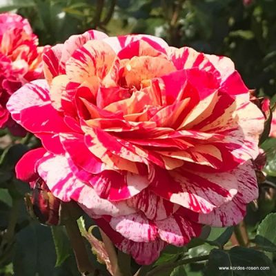 Rose 'Abracadabra'®