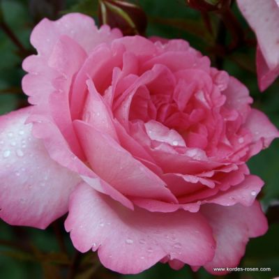 Rose 'Eliza' 