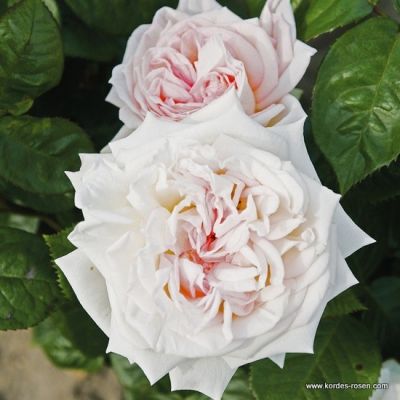 Rose 'Madame Anisette'®