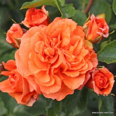 Rose 'Orangerie'