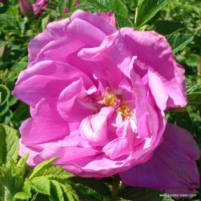 Rose 'Pink Roadrunner'