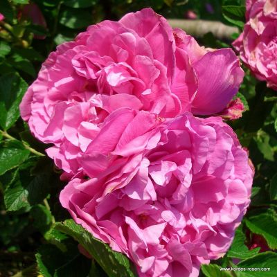 Rose 'Romantic Roadrunner'