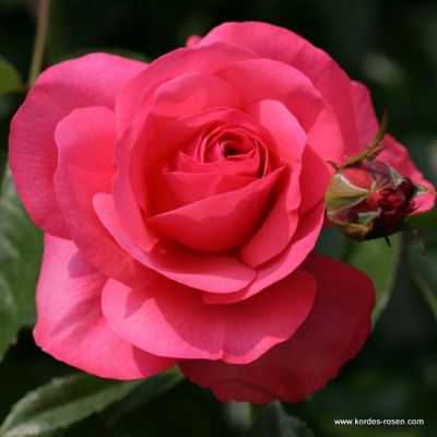 Rose 'Rosanna'® 