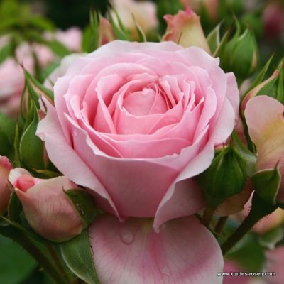 Rose 'Rosenfee'