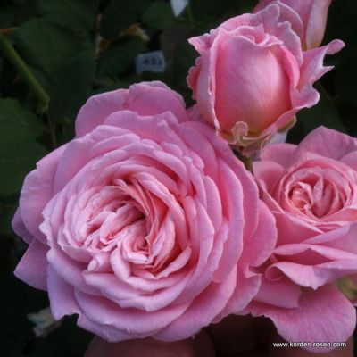 Rose 'Rosengräfin Marie Henriette'®