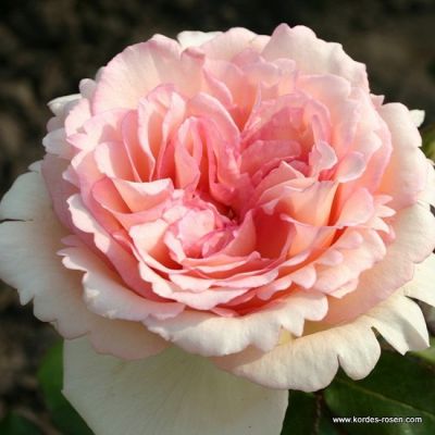 Rose 'Souvenir de Baden-Baden'®