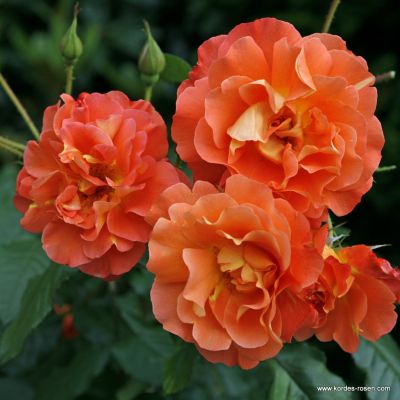 Rose 'Westerland' 