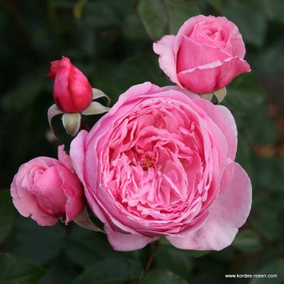 Rose 'Kiss me Kate'®