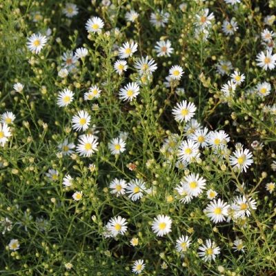 Pringleis Aster 'Monte Cassino'