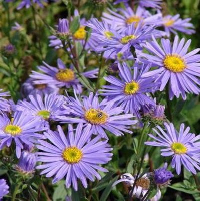 Sommer Aster Dr. Otto Petschek'