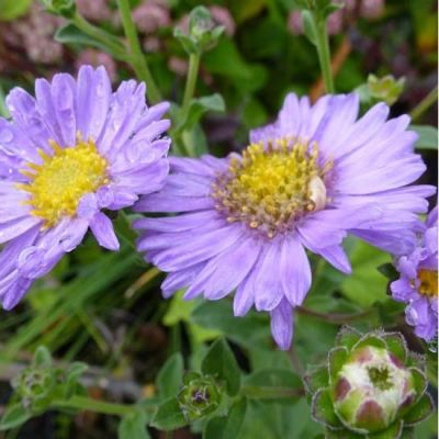 Sommer Aster 'Rudolf Goethe'