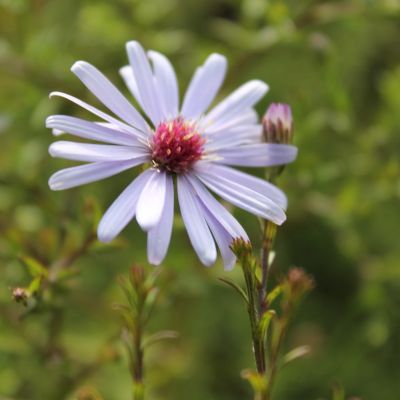 Schleier Aster 'Little Carlow'