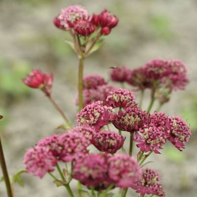 Sterndolde 'Lars'