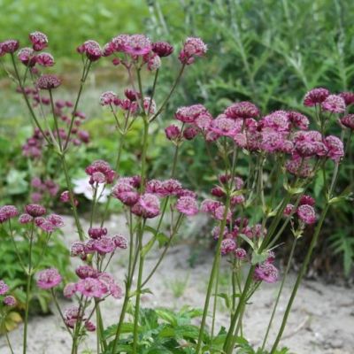 Sterndolde 'Rubra'