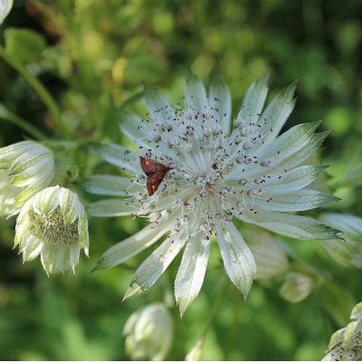 Sterndolde 'Snow Star'