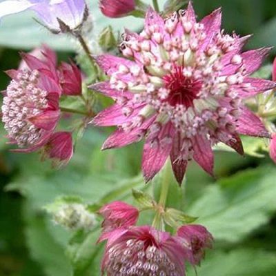 Sterndolde 'Rosea'