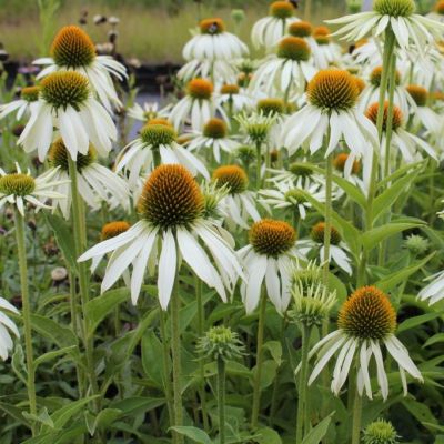 Scheinsonnenhut 'White Swan'