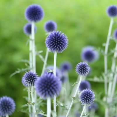 Kugeldistel 'Veitchs Blue'