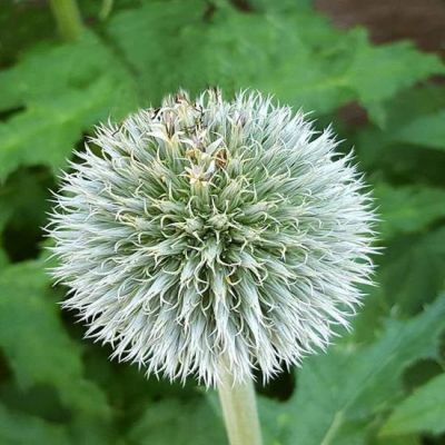 Kugeldistel 'Arctic Glow'