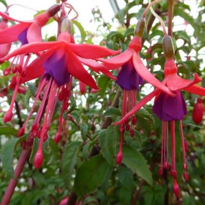 Fuchsie 'Riccartonii'