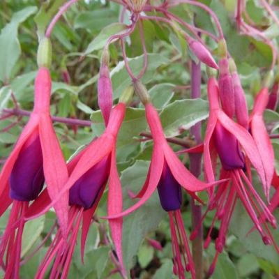 Fuchsie 'Tricolor'