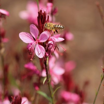 Prachtkerze 'Cherry Brandy'