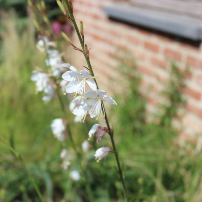 Prachtkerze 'Whirling Butterflies'