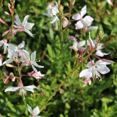 Prachtkerze 'White Dove'