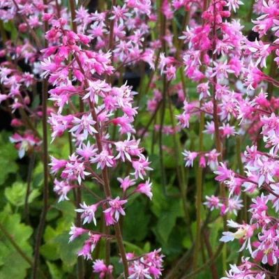 Bastardschaumblüte 'Bridget Bloom'