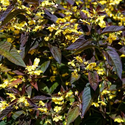 Felberich 'Firecracker'