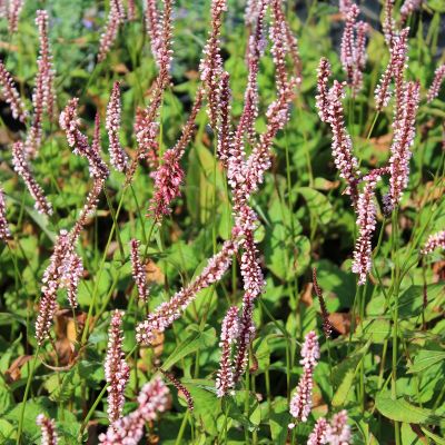 Kerzenknöterich 'Rosea'