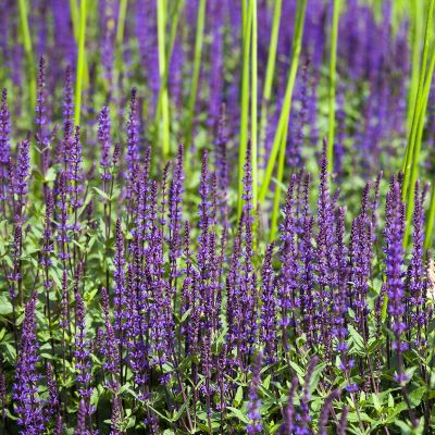 Blüten Salbei 'Ostfriesland'