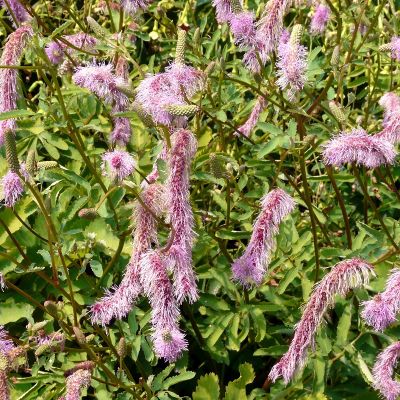 Japanischer Wiesenknopf