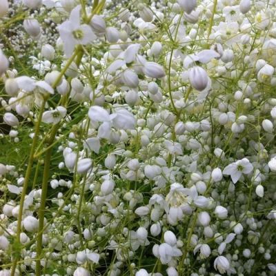 Wiesenraute 'Splendide White'®'