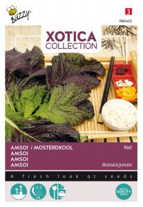 Buzzy Xotica Amsoi Rot, Indischer Senf