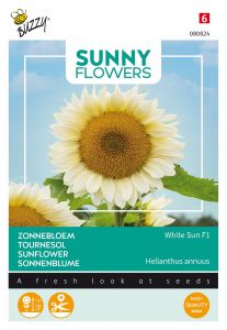 Buzzy Sunny Flowers, Sonneblume White Sun F1