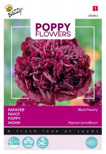 Buzzy Poppy Flowers, Mohn Black Paeony