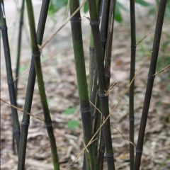 Phyllostachys nigra