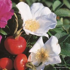 Apfel-Kartoffel-Rose 'Alba' 25x