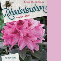 Rhododendron 'Cosmopolitan'