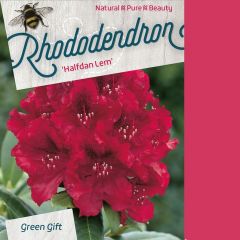 Rhododendron 'Halfdan Lem'