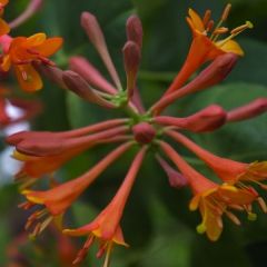 Geißschlinge Dropmore Scarlet'