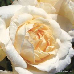 Rose 'La Perla'®