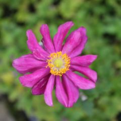 Herbst Anemone 'Prinz Heinrich'