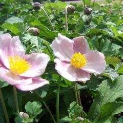 Herbst Anemone 'September Charm'