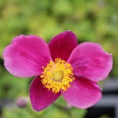 Herbst Anemone 'Splendens'