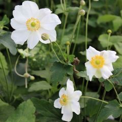 Herbst Anemone 'Honorine Jobert'