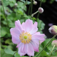 Herbst Anemone 'Königin Charlotte'